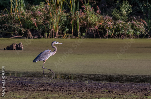 Great Blue Heron Ardea herodias