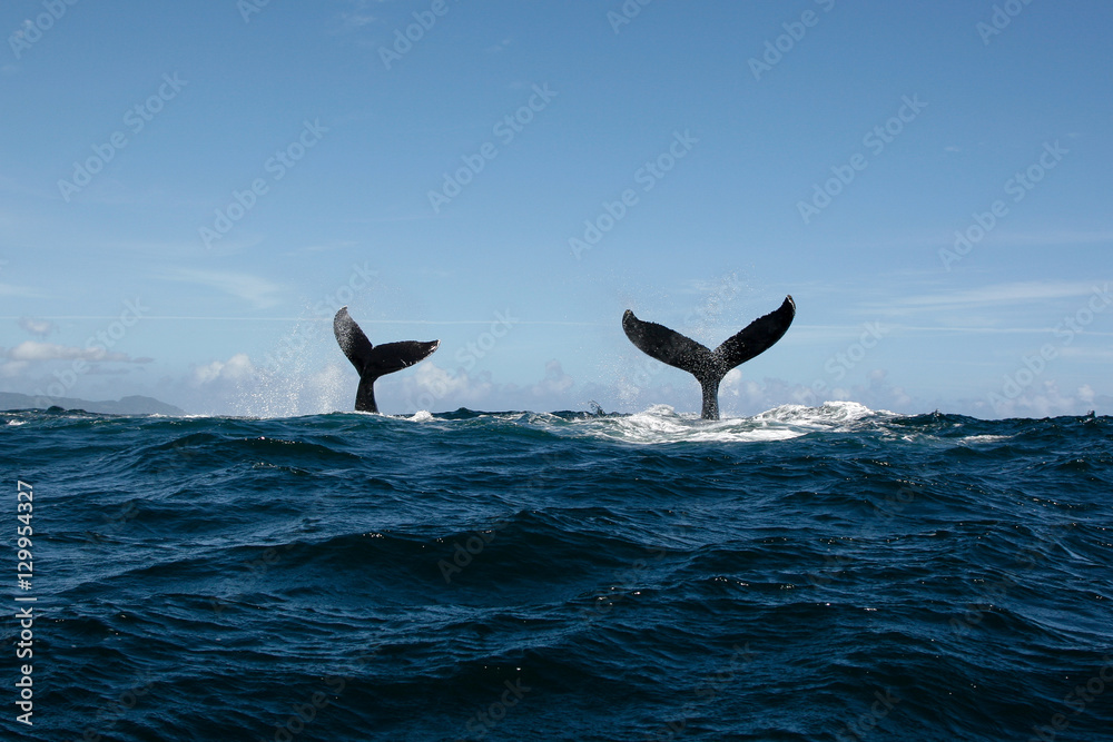 Double Humpback whale tail in Samana, Dominican republic