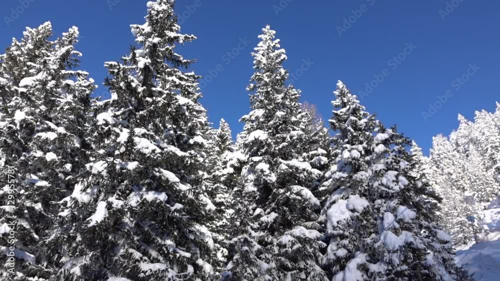 AERIAL: Fresh soft snow covering spruce trees and steep slope of the mountain