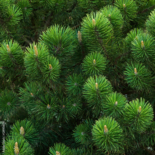 Pine branch background