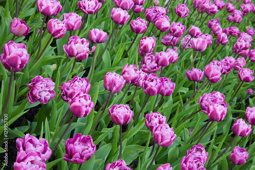 Double Pink Tulips Flowers Growing in Flowerbed