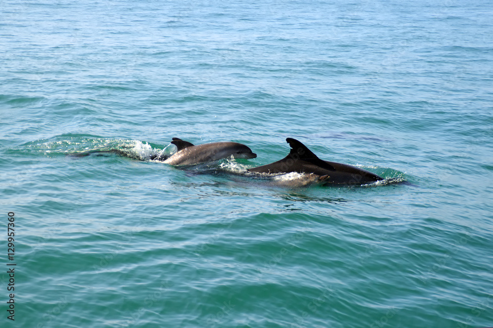 Naklejka premium Dolphin family
