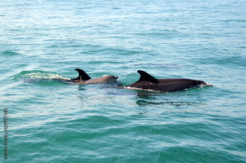 Dolphin-mother with her baby