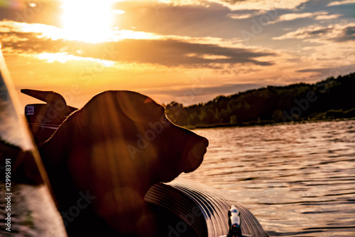 A black golden retriever and Newfoundland mixed-breed dog riding in a boat.