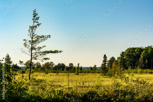 A spruce and tamarack marsh in northern Wisconsin.