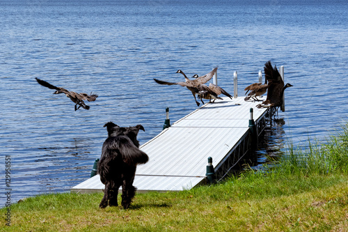 A black golden retriever and Newfoundland mixed-breed dog chasing Canada geese off a dock. photo