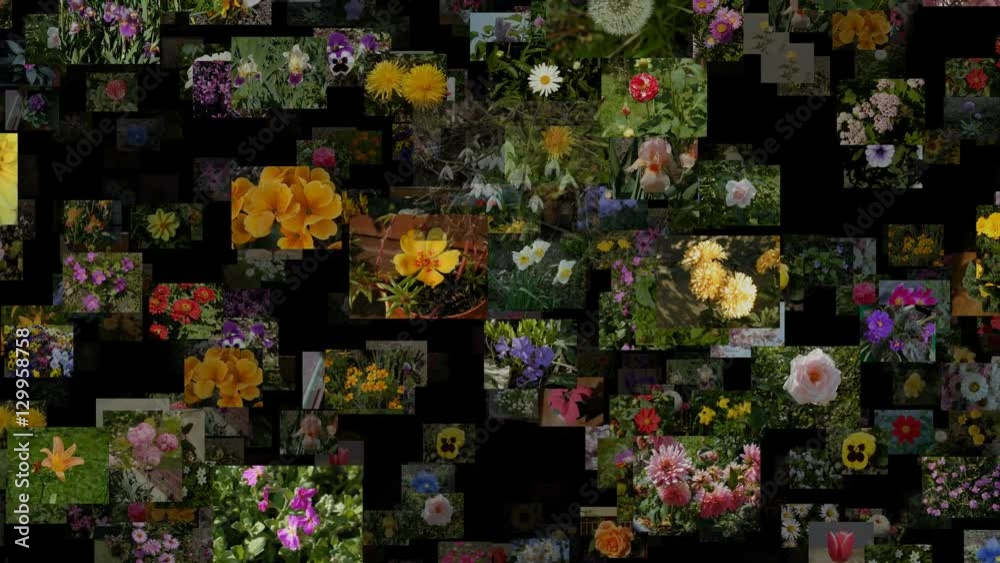 Photo stream of flowers moving OUT, seamless loop