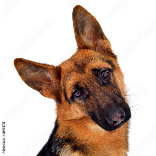A beautiful muzzle is the German shepherd, isolated on a white b