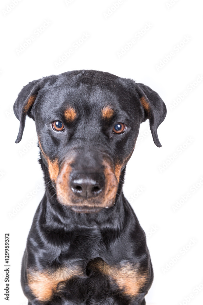 Happy curious dog isolated on white background