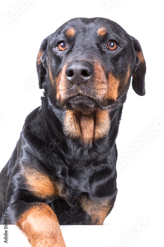 Dog with paw over blank sign isolated on white background