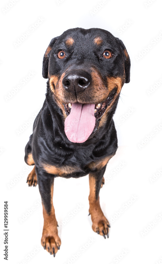 Happy curious dog isolated on white background