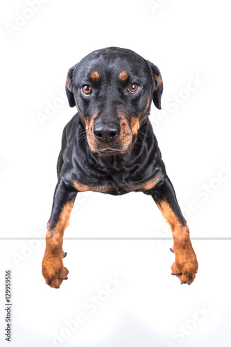 Dog with paw over blank sign isolated on white background