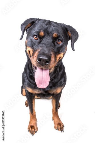 Happy curious dog isolated on white background