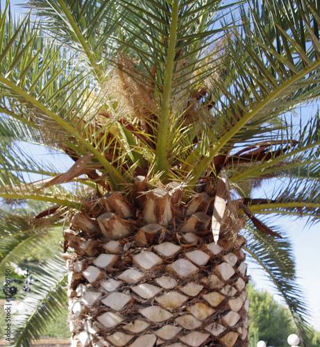 Palm tree. photo