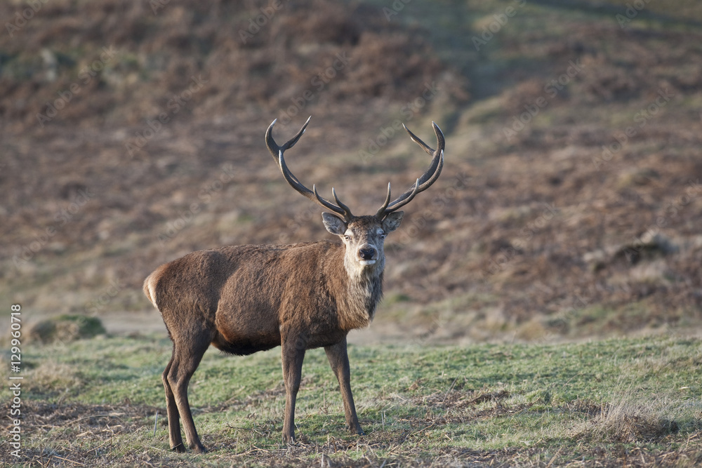 Fototapeta premium Red Deer stands in UK heathland