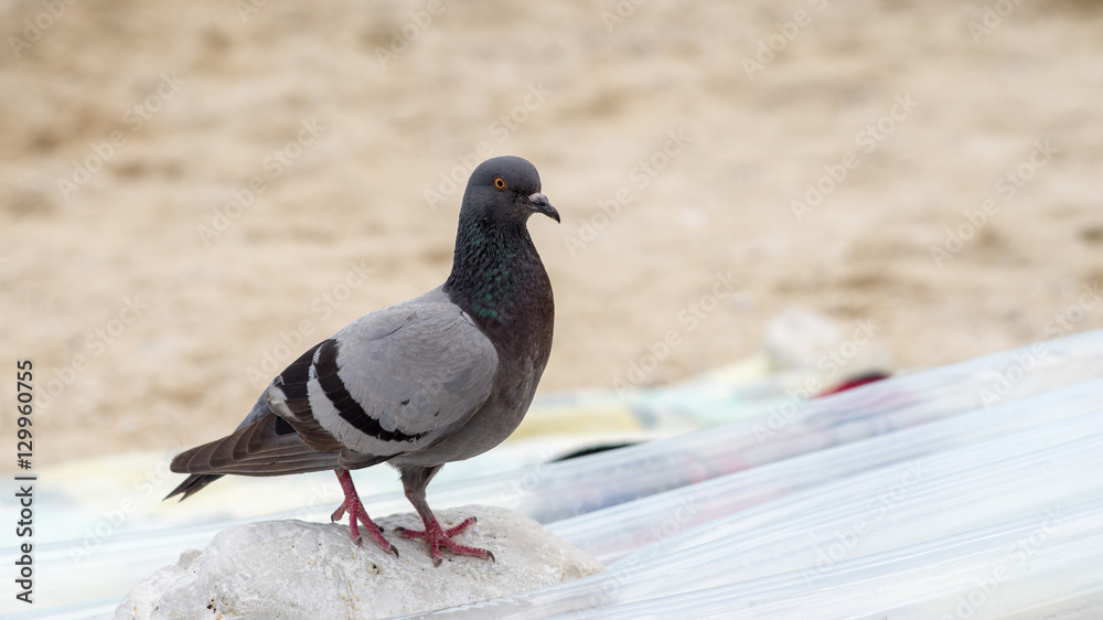 Obraz premium Grey pigeon. City birds. Dove - a bird of peace.