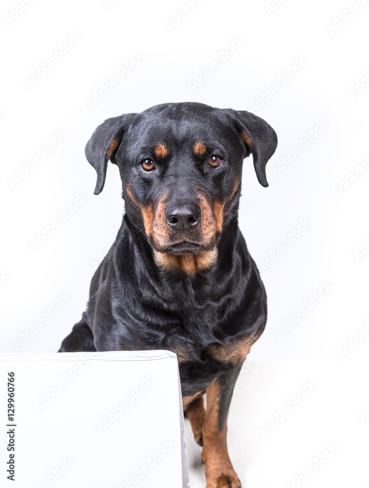 Dog sitting behind sign isolated on white background Dog sitting behind sign isolated on white background
