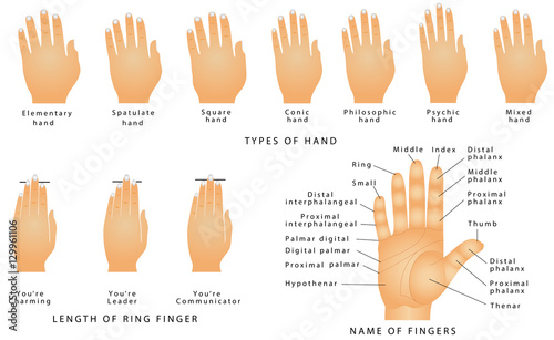 Names of the Fingers. Types of hands. Types of hands In Palmistry. Ring  Finger Type - Your Personality. Name of fingers on a hand. Right hand with  lines and their names on
