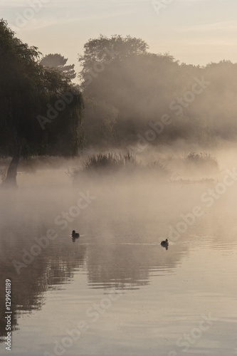 UK Two birds on calm and foggy lake