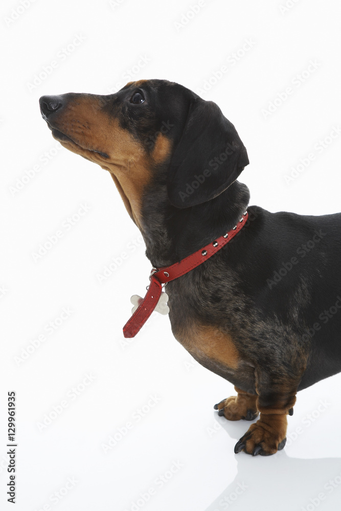 Dachshund wearing red collar isolated over white background