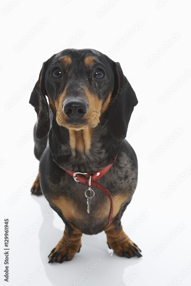 Dachshund wearing red collar isolated over white background Dachshund wearing red collar isolated over white background