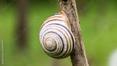 snail shell on twig