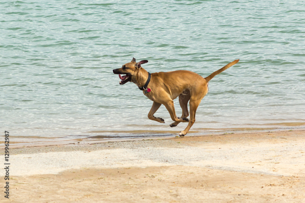 Beautiful large dog Rhodesian Ridgeback Doberman mix caught