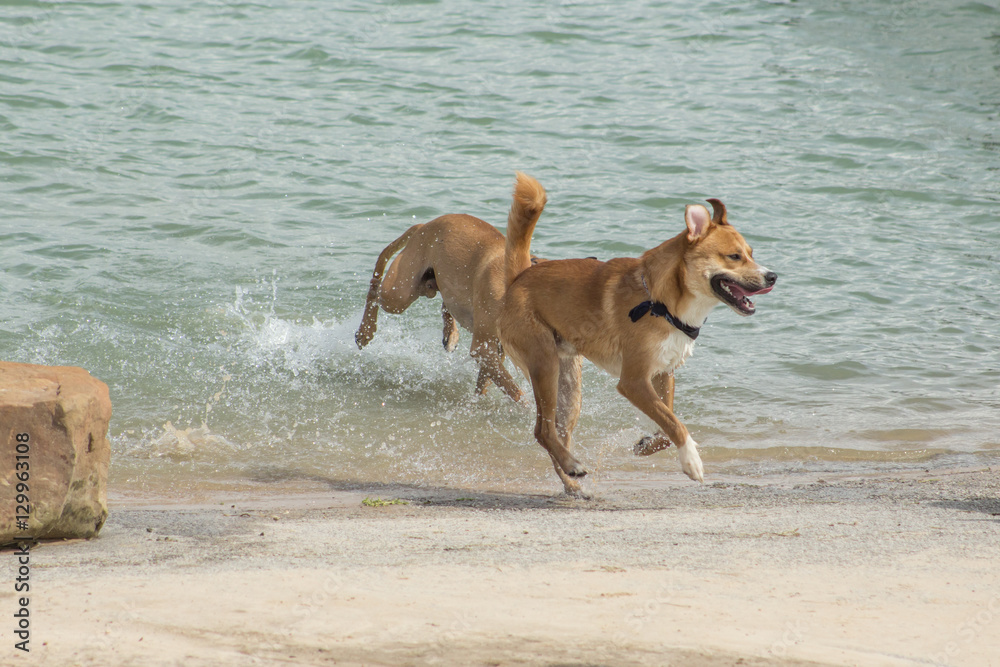 Happy beagle and chow mix joyfully exiting the choppy waters of a dog park's retention pond while the canine companion who is chasing him is closing in, creating quite a splash at the water's edge Happy beagle and chow mix joyfully exiting the choppy waters of a dog park's retention pond while the canine companion who is chasing him is closing in, creating quite a splash at the water's edge