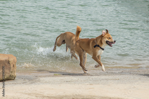 Happy beagle and chow mix joyfully exiting the choppy waters of a dog park's retention pond while the canine companion who is chasing him is closing in, creating quite a splash at the water's edge