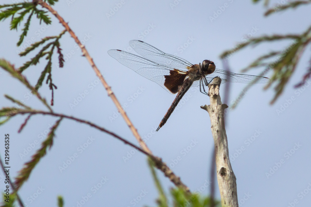 Brown dragonfly resting on a bare branch with sparse greenery in the background, side view Brown dragonfly resting on a bare branch with sparse greenery in the background, side view
