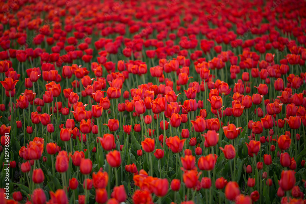 Field of blooming red tulip, sharpness in the center of the frame.