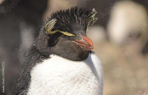 Rockhopper Penguin, Colony on Isla Penguino, off the Atlantic Coast of Patagonian. 
