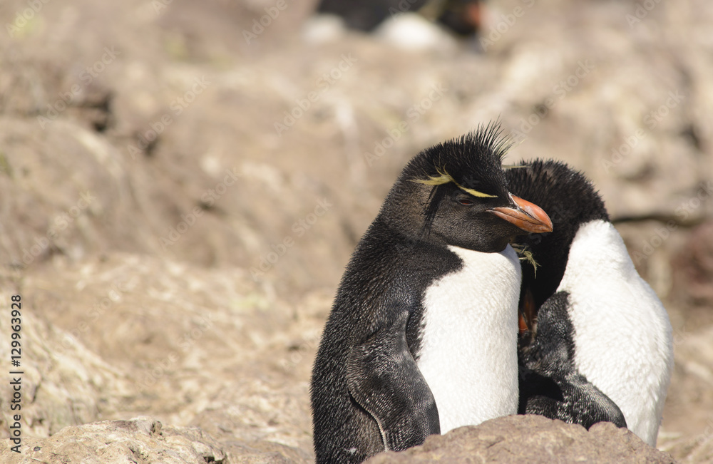 Naklejka premium Rockhopper Penguin, Colony on Isla Penguino, off the Atlantic Coast of Patagonian. 