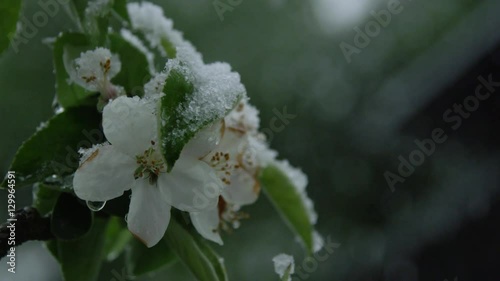 CLOSE UP: Flowering cherry twig covered with snow in extreme clod wave in spring photo