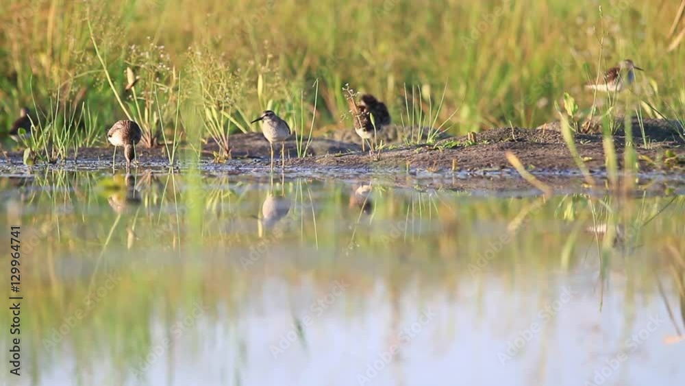 flock of sandpipers reflection in the water at the edge of the lake|flock of sandpipers reflection in the water at the edge of the lake flock of sandpipers reflection in the water at the edge of the lake|flock of sandpipers reflection in the water at the edge of the lake