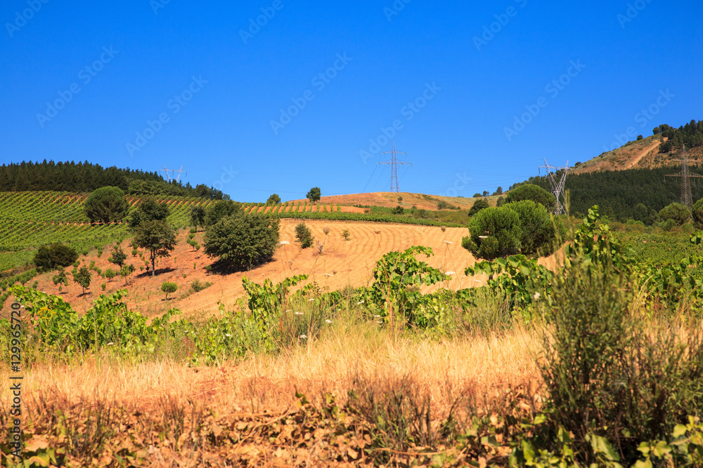 View of vineyards in the Spanish countryside View of vineyards in the Spanish countryside