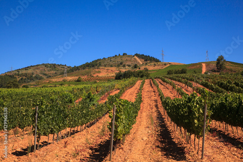 View of vineyards in the Spanish countryside