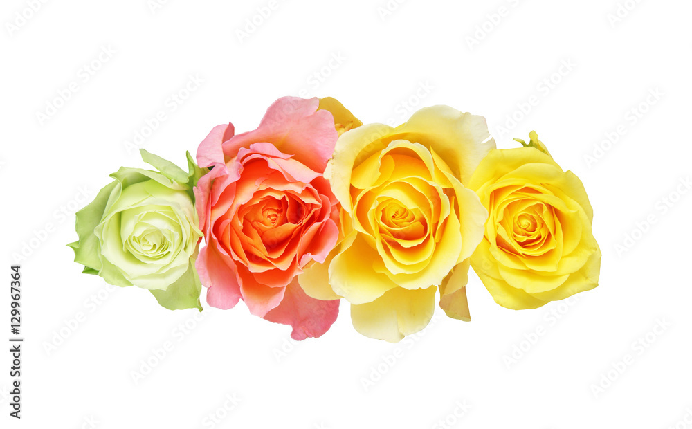 Obraz premium 薔薇