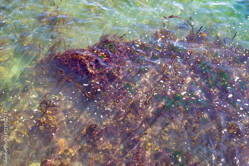 See coral reef colorful purple seeweed