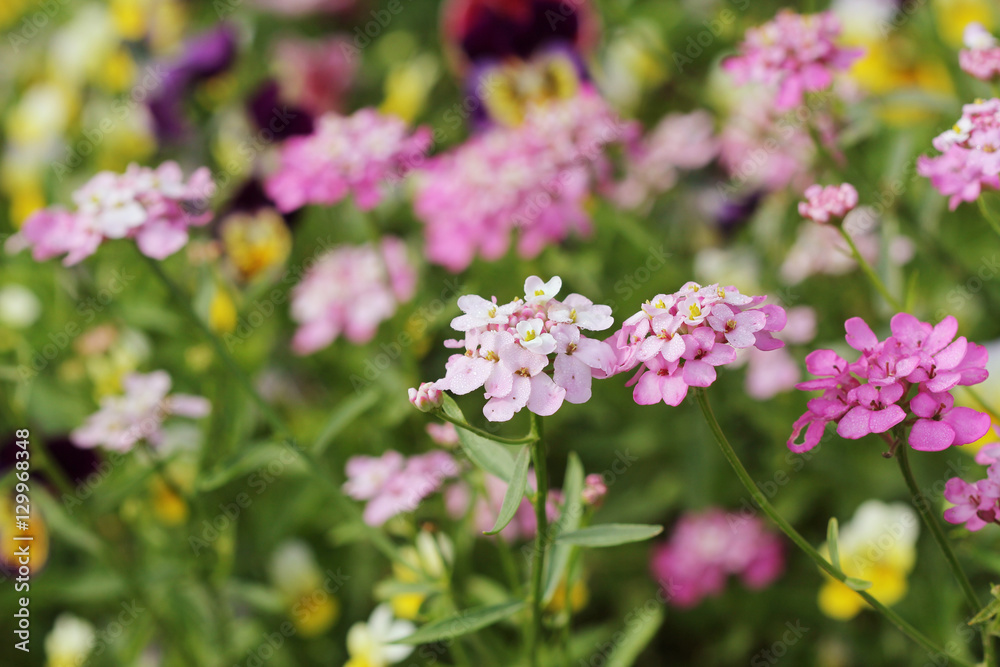 Iberis amara flower. Also called rocket candytuft, bitter candytuft or wild candytuft. Iberis amara flower. Also called rocket candytuft, bitter candytuft or wild candytuft.