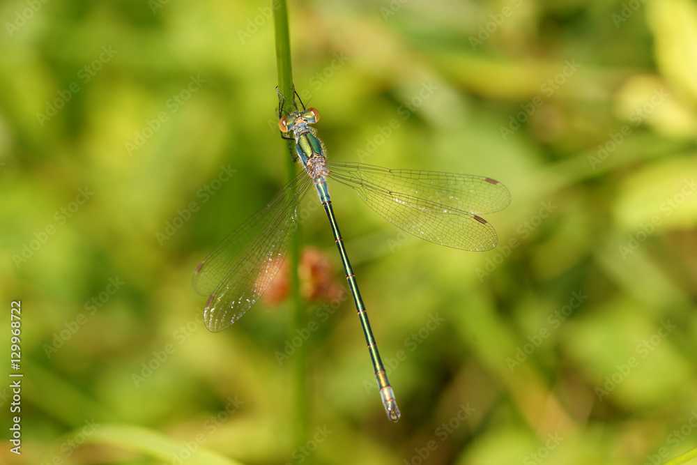 Libelle Libelle