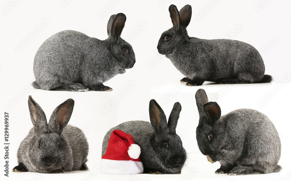 collage of grey rabbit on a white background collage of grey rabbit on a white background