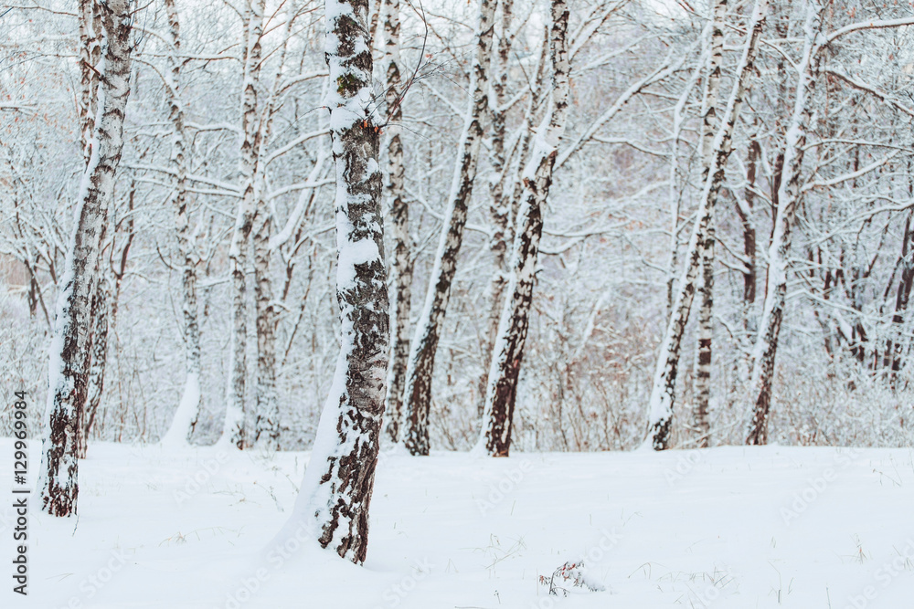 Fototapeta premium Frosty winter landscape in snowy forest. Pine branches covered with snow in cold winter weather