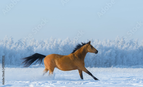 Chestnut horse running across snowy field.