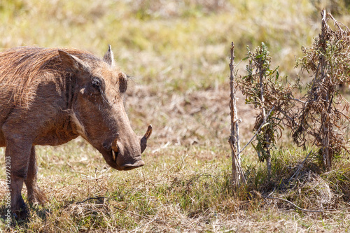 Warthog standing at the bushes