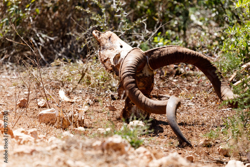 Carcass of a dead Male Kudu