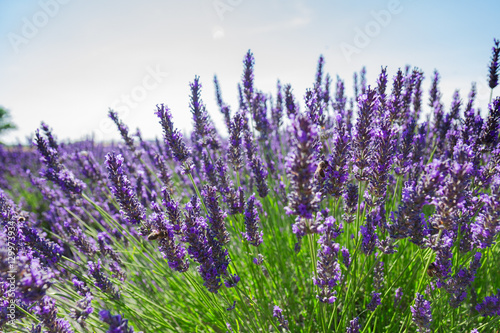 Lavender growing bush with flowers close up in summer field, France