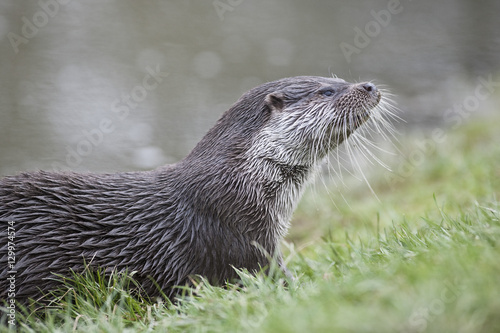 Otter in grass