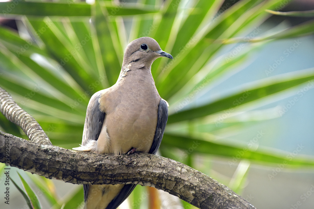 Obraz premium Eared dove perched on tree branch