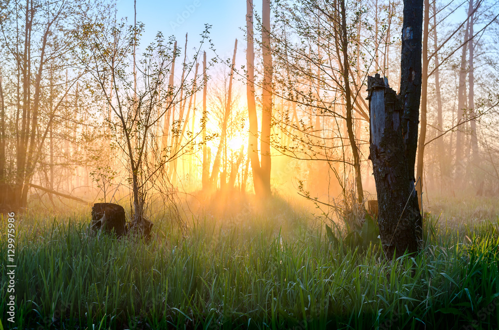 Fototapeta premium Misterious rays